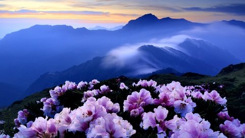 Обои рододендроны, цветы, горы, холмы, туман, кусты, розовые, синева, азалия, rhododendrons, flowers, mountains, hills, fog, the bushes, pink, blue, azalea разрешение 3000x1959 Загрузить