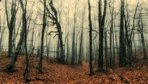 Обои лес, туман, стволы, осень, листопад, forest, fog, trunks, autumn, falling leaves разрешение 3840x2160 Загрузить