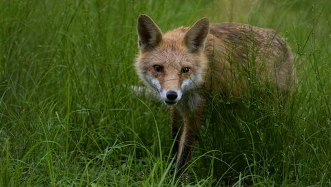 Обои морда, трава, взгляд, поляна, лиса, face, grass, look, glade, fox разрешение 2000x1334 Загрузить