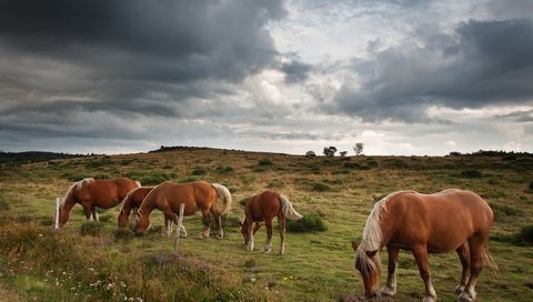 Обои небо, тучи, лето, лошади, кони, пастбище, стадо, пасмурно, the sky, clouds, summer, horse, horses, pasture, the herd, overcast разрешение 4256x2832 Загрузить