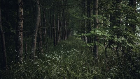 Обои деревья, природа, растения, лес, лето, trees, nature, plants, forest, summer разрешение 3840x2160 Загрузить