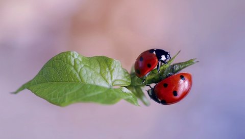 Обои природа, макро, лист, божьи коровки, жуки, nature, macro, sheet, ladybugs, bugs разрешение 3000x2000 Загрузить