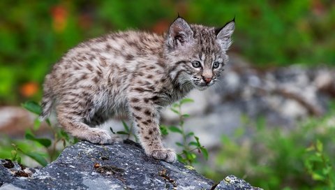 Обои природа, поза, рысь, котенок, камень, детеныш, боке, рысёнок, nature, pose, lynx, kitty, stone, cub, bokeh, a small lynx разрешение 3840x2509 Загрузить