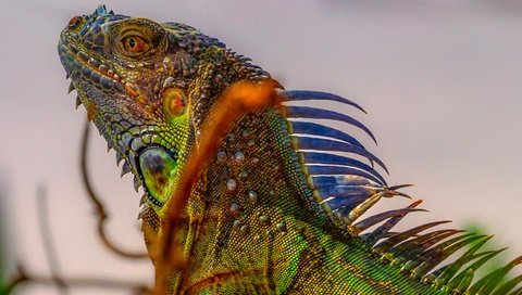 Обои природа, рептилия, игуана, nature, reptile, iguana разрешение 1920x1080 Загрузить