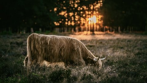 Обои природа, закат, скот, nature, sunset, cattle разрешение 3840x2160 Загрузить