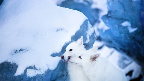 Обои снег, парочка, ледник, две собаки, белая швейцарская овчарка, snow, a couple, glacier, two dogs, the white swiss shepherd dog разрешение 2048x1365 Загрузить