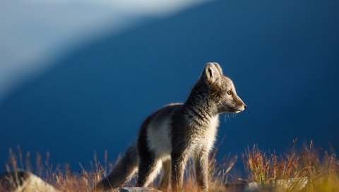 Обои трава, горы, природа, камни, взгляд, профиль, синева, песец, grass, mountains, nature, stones, look, profile, blue, fox разрешение 2000x1333 Загрузить