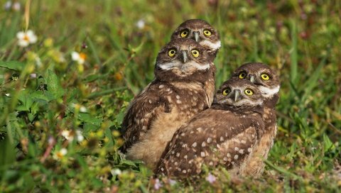 Обои трава, взгляд, птицы, боке, совы, сычи, grass, look, birds, bokeh, owls разрешение 3656x2594 Загрузить