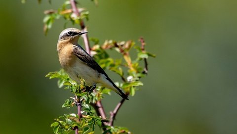 Обои ветка, листья, птица, боке, branch, leaves, bird, bokeh разрешение 2048x1232 Загрузить