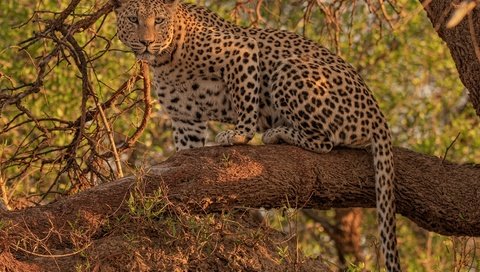 Обои взгляд, леопард, дикая кошка, на дереве, look, leopard, wild cat, on the tree разрешение 4300x3268 Загрузить