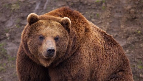 Обои животные, медведь, бурый медведь, animals, bear, brown bear разрешение 2560x1440 Загрузить