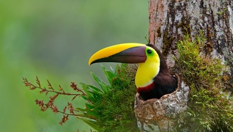 Обои дерево, птица, тукан, клюв, коричневоспинный тукан, коста-рика, tree, bird, toucan, beak, korichnevoy toucan, costa rica разрешение 5521x3106 Загрузить