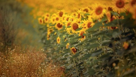 Обои природа, подсолнухи, nature, sunflowers разрешение 2048x1291 Загрузить