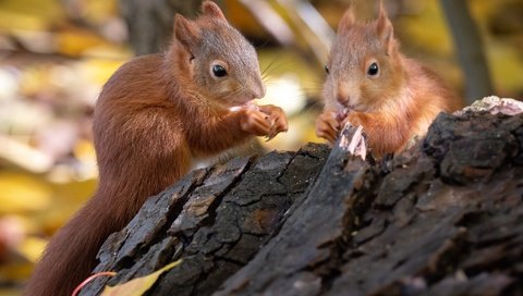 Обои природа, животные, пара, коряга, белки, грызуны, nature, animals, pair, snag, proteins, rodents разрешение 2048x1536 Загрузить