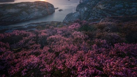 Обои скалы, закат, море, побережье, норвегия, вереск, rocks, sunset, sea, coast, norway, heather разрешение 3000x2996 Загрузить