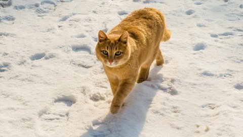 Обои снег, крадётся, зима, поза, кот, кошка, взгляд, следы, прогулка, рыжий, red, snow, sneaks, winter, pose, cat, look, traces, walk разрешение 2000x1333 Загрузить
