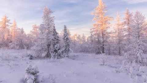 Обои свет, ели, снег, природа, лес, зима, пейзаж, утро, иней, light, ate, snow, nature, forest, winter, landscape, morning, frost разрешение 2000x1334 Загрузить