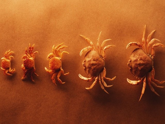 Обои желтый, крабы, yellow, crabs разрешение 1920x1200 Загрузить