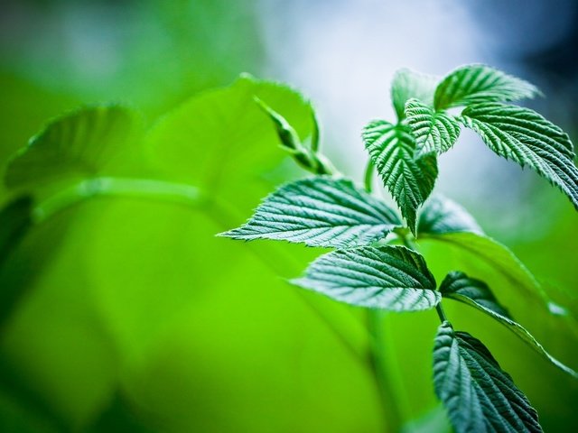 Обои природа, обои, растения, макро фото, мята, листья, зелёный, nature, wallpaper, plants, macro photo, mint, leaves, green разрешение 1920x1200 Загрузить