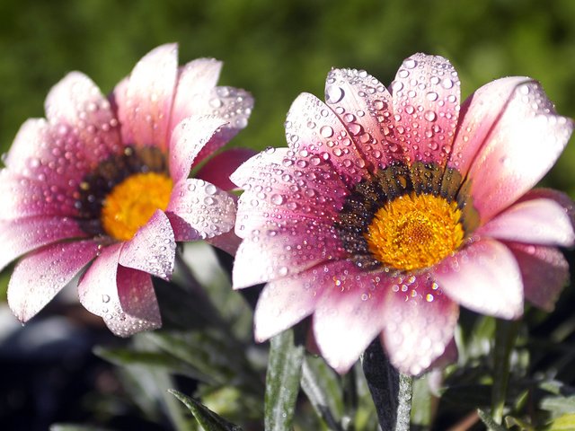 Обои цветы, макро, роса, лепестки, капельки, газания, flowers, macro, rosa, petals, droplets, gazania разрешение 2560x1600 Загрузить