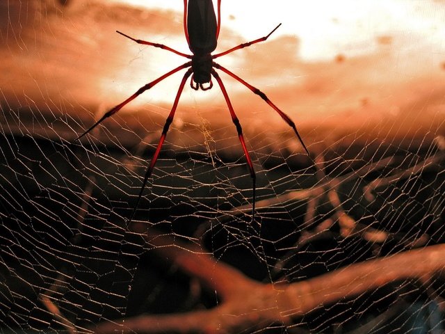 Обои красный, паук, паутина, red, spider, web разрешение 1920x1440 Загрузить