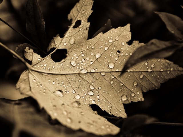 Обои природа, обои, листья, макро, фон, капли, листок, nature, wallpaper, leaves, macro, background, drops, leaf разрешение 1920x1200 Загрузить