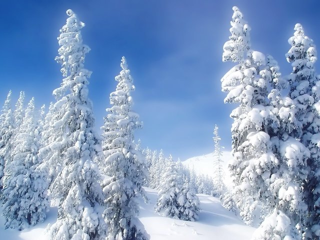 Обои снег, зима, холод, елки, snow, winter, cold, tree разрешение 1920x1200 Загрузить