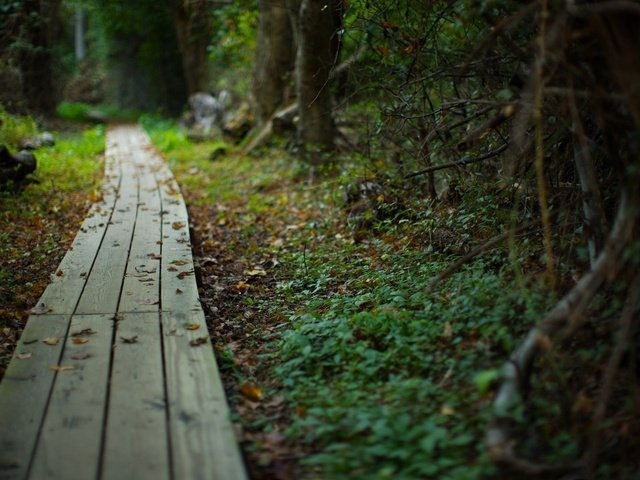 Обои дорога, природа, растения, лес, лето, красота, тропинка, road, nature, plants, forest, summer, beauty, path разрешение 1920x1200 Загрузить