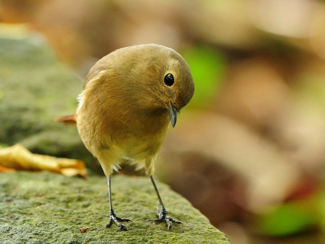 Обои камень, птица, птичка-невеличка, stone, bird, bird-nevelichka разрешение 1920x1200 Загрузить