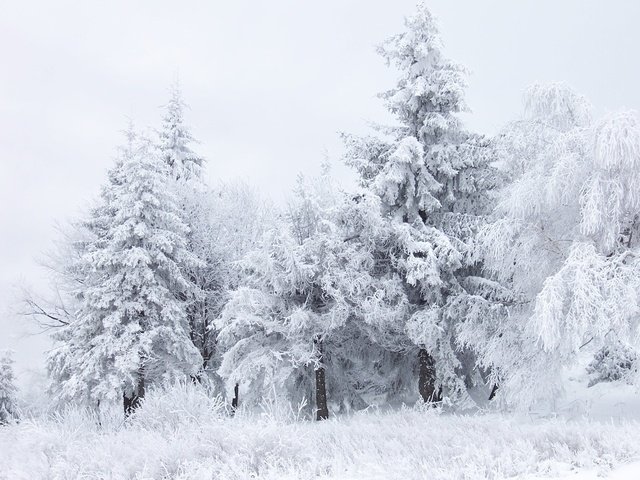 Обои деревья, снег, лес, зима, белый, trees, snow, forest, winter, white разрешение 1920x1440 Загрузить