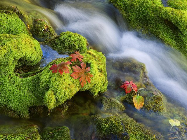 Обои вода, камни, мох, water, stones, moss разрешение 1920x1200 Загрузить