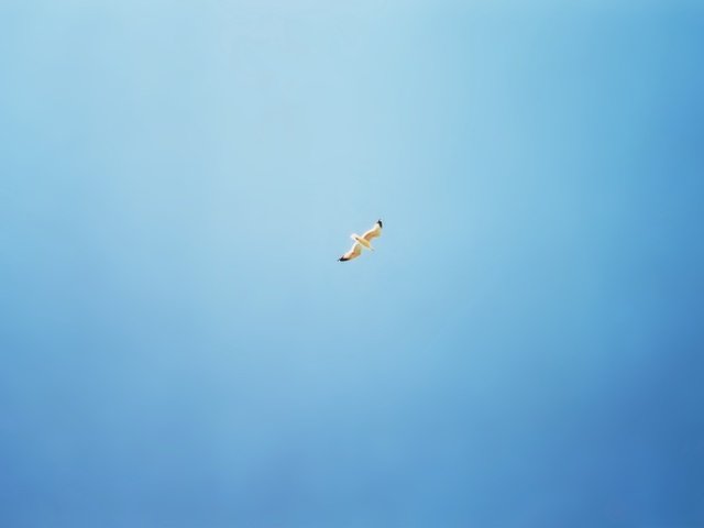 Обои синий, чайка, минимализм, птицы, blue, seagull, minimalism, birds разрешение 2560x1600 Загрузить