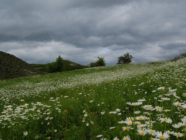 Обои поле, красивое, ромашек, field, beautiful, daisies разрешение 1920x1200 Загрузить