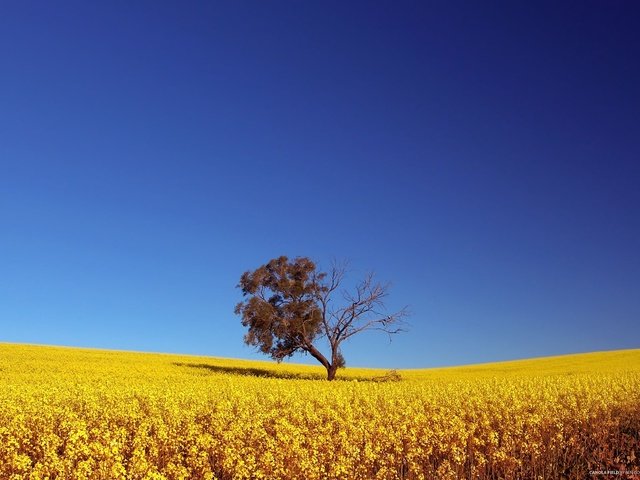 Обои небо, дерево, поле, the sky, tree, field разрешение 1920x1200 Загрузить