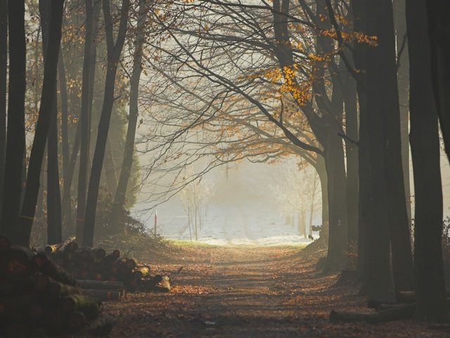 Обои деревья, лес, листья, туман, тропа, бревна, trees, forest, leaves, fog, trail, logs разрешение 1920x1200 Загрузить