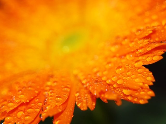 Обои капли, лепестки, оранжевый, гербера, drops, petals, orange, gerbera разрешение 1920x1200 Загрузить