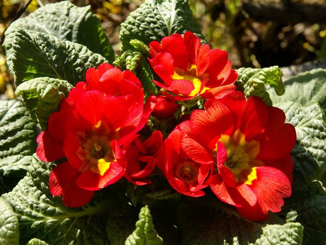 Обои листья, лепестки, красные, клумба, примула, leaves, petals, red, flowerbed, primula разрешение 1920x1200 Загрузить