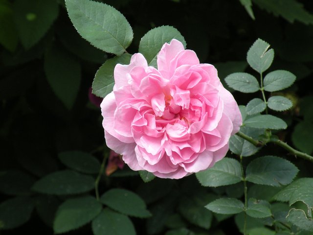 Обои роза, чайная роза, rose, tea rose разрешение 1920x1200 Загрузить