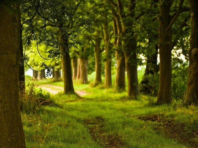 Обои деревья, солнце, зелень, лес, лучи, дорожка, красота, тропинка, trees, the sun, greens, forest, rays, track, beauty, path разрешение 1920x1080 Загрузить