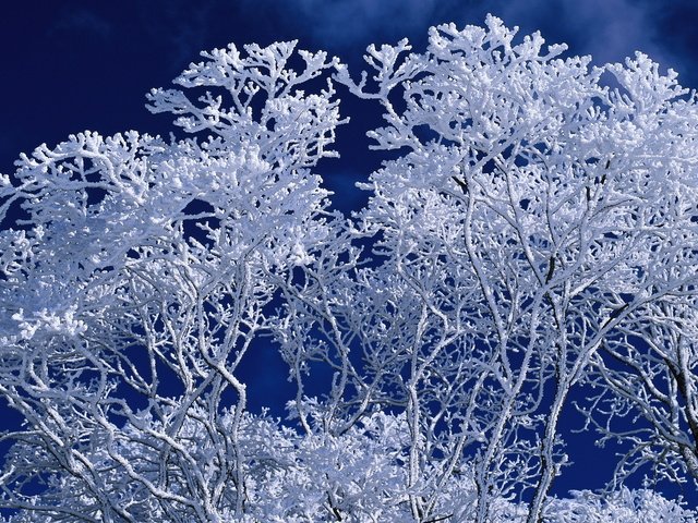 Обои небо, дерево, зима, ветки, иней, синий фон, the sky, tree, winter, branches, frost, blue background разрешение 1920x1200 Загрузить