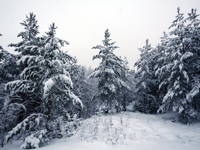 Обои деревья, снег, лес, зима, trees, snow, forest, winter разрешение 3456x2304 Загрузить