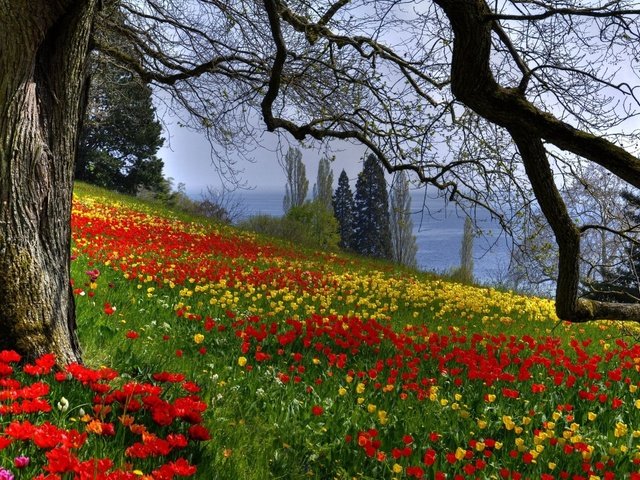 Обои цветы, дерево, лес, лето, красные, желтые, flowers, tree, forest, summer, red, yellow разрешение 2560x1600 Загрузить