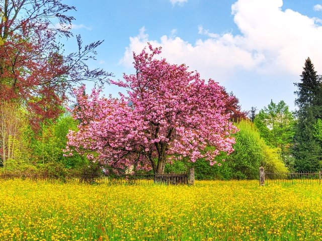 Обои небо, деревья, природа, цветение, поле, весна, вишневое дерево, the sky, trees, nature, flowering, field, spring, cherry tree разрешение 1920x1200 Загрузить