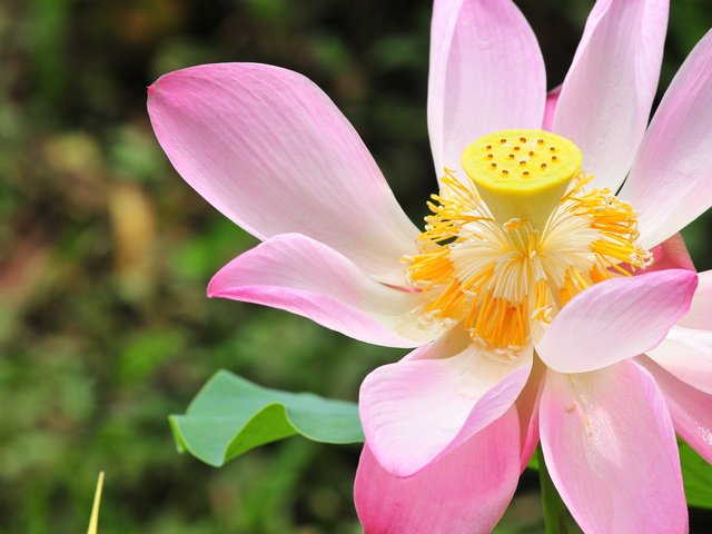 Обои макро, цветок, лепестки, лотос, macro, flower, petals, lotus разрешение 2560x1600 Загрузить