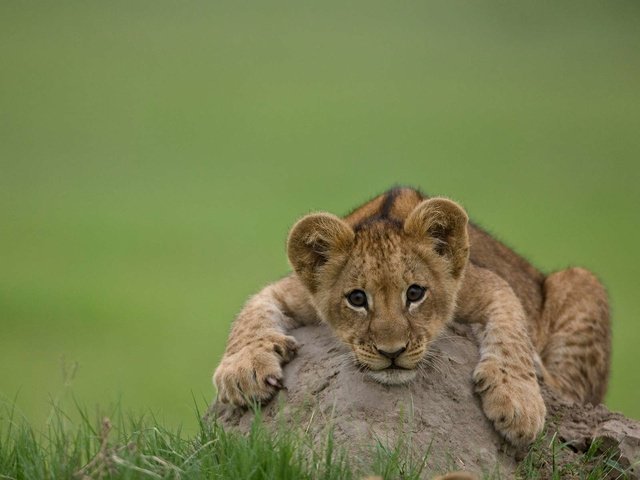 Обои лев, львёнок, детеныш, leo, lion, cub разрешение 1920x1200 Загрузить