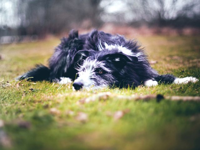 Обои трава, поле, собака, преданность, защита, верность, grass, field, dog, devotion, protection, loyalty разрешение 1920x1275 Загрузить