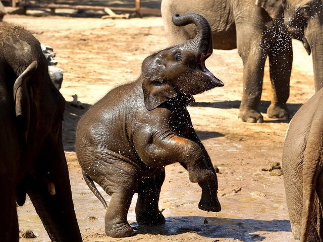 Обои вода, грязь, слон, брызги, слоны, хобот, слоненок, water, dirt, elephant, squirt, elephants, trunk разрешение 1920x1200 Загрузить