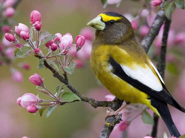 Обои цветы, ветка, птица, клюв, весна, flowers, branch, bird, beak, spring разрешение 1920x1080 Загрузить