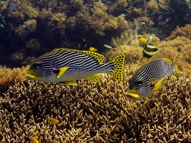 Обои рыбки, рыбы, подводный мир, тропические, дно моря, коралловые рифы, fish, underwater world, tropical, the bottom of the sea, coral reefs разрешение 1920x1200 Загрузить