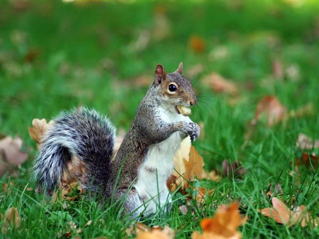 Обои трава, листья, животное, белка, хвост, орех, grass, leaves, animal, protein, tail, walnut разрешение 1920x1200 Загрузить